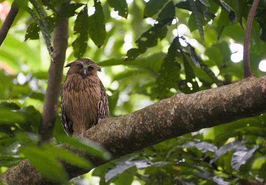 Buffy Fish Owl