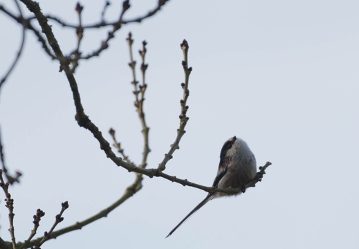 Long-tailed Tit