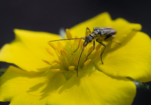 Oedemère à Patte Jaune