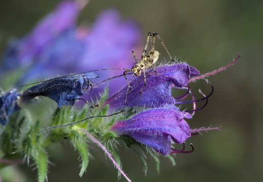 Jeune Decticelle Bariolée