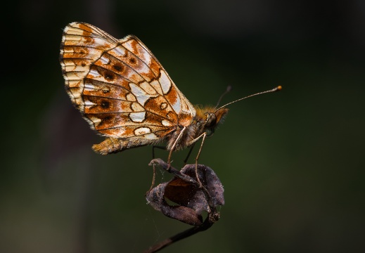 Grand Collier Argenté
