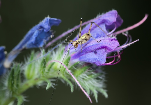 Jeune Decticelle Bariolée