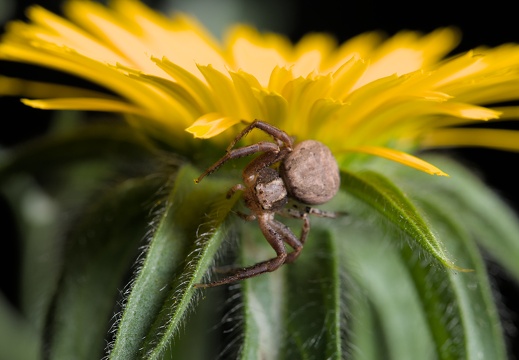 Araignée-Crabe