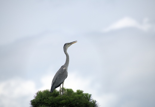 Grey Heron