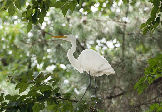 Great Egret
