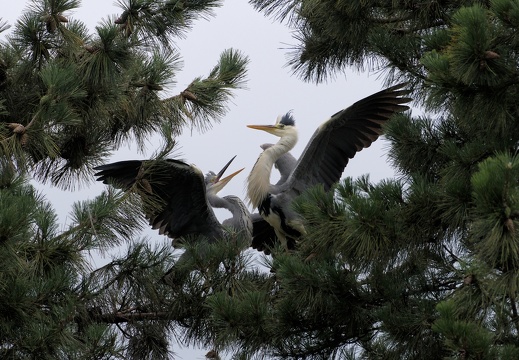 Grey Herons