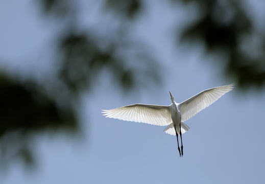 Great Egret