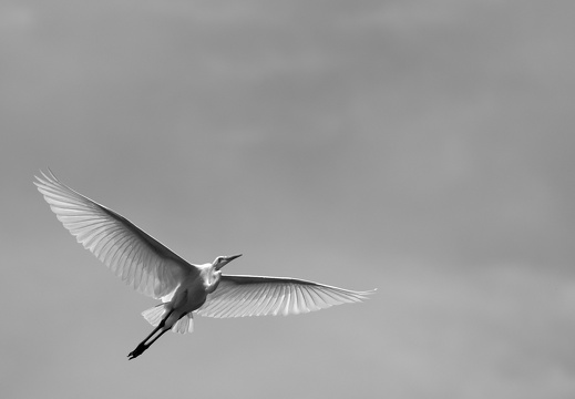Great Egret