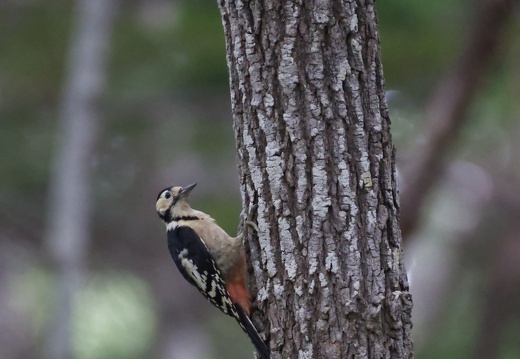 Great Spotted Woodpecker