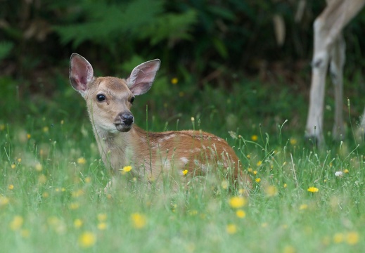 Sika Deer