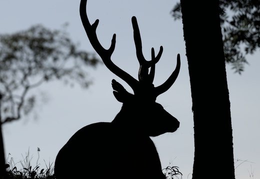 Sika Deer