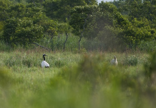 Red-crowned Crane
