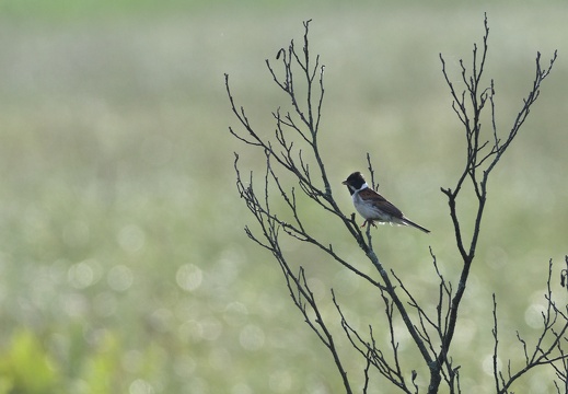Common Red Bunting