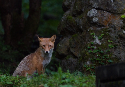 Ezo Red Fox