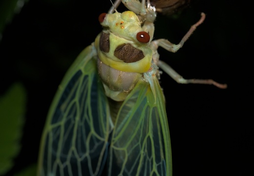 Ciccada