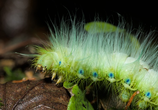 Japanese Giant Silkworm