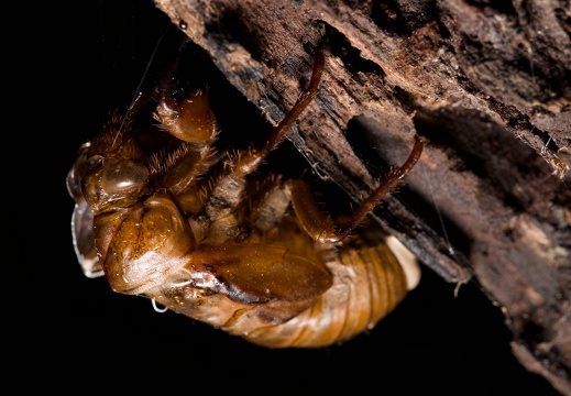 Ciccada Shell