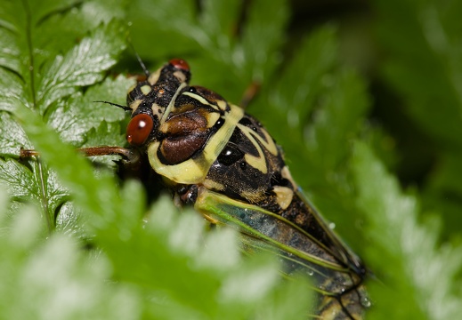 Ciccada
