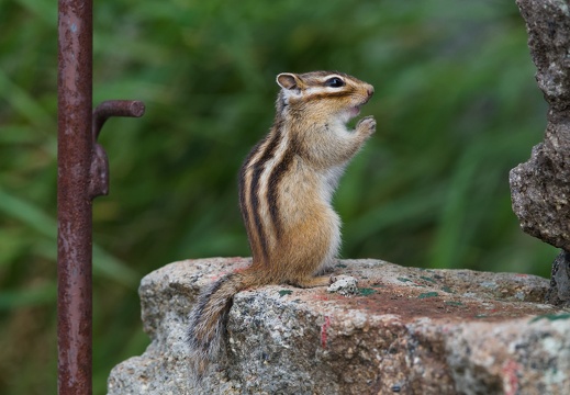 Siberian Chipmunk