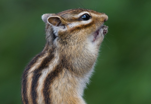 Siberian Chipmunk