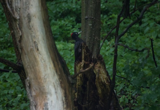 Black Woodpeckers