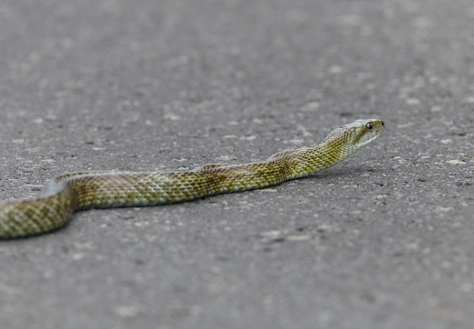 Japanese Ratsnake