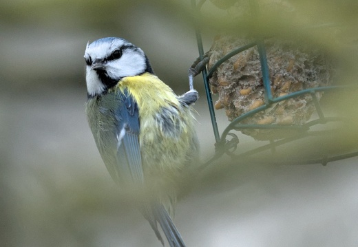 Blue Tit