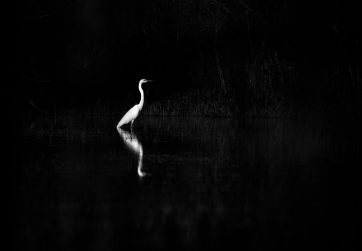 Great Egret Reflection