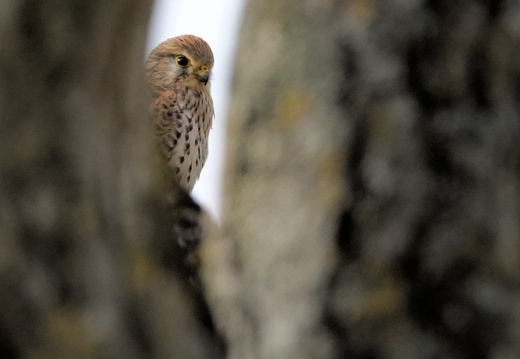 Common Kestrel
