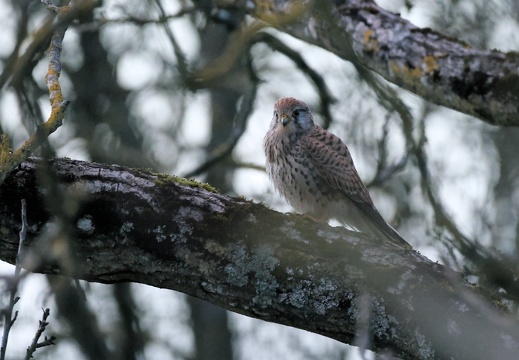 Common Kestrel