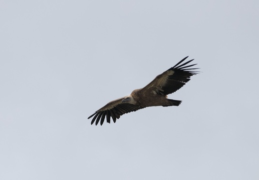 Griffon Vultures