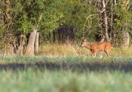 Roe Deer