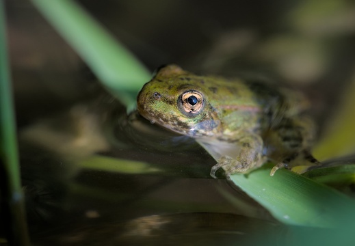 Green Frog
