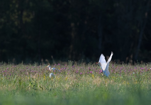 Western Cattle Egret
