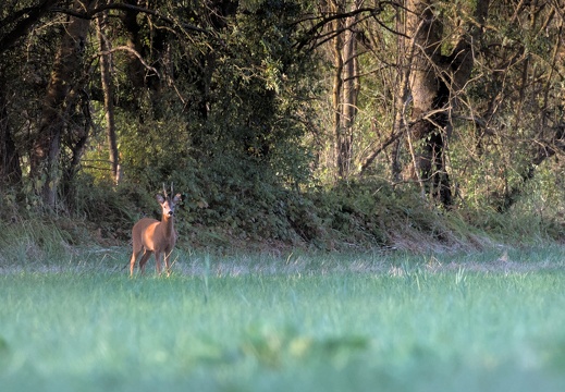 Roe Deer
