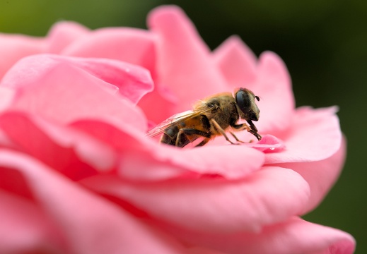 Bee on a rose