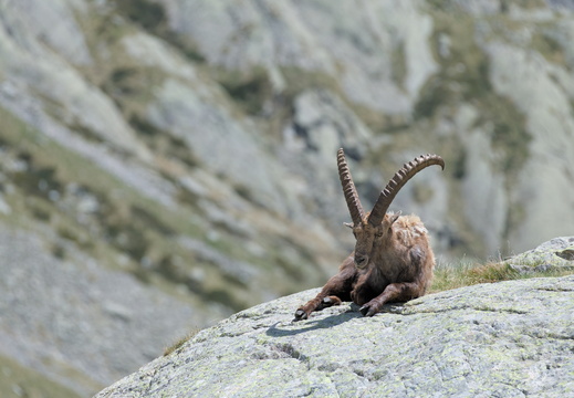 Mountain Goat