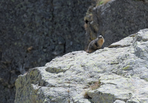 Marmotte