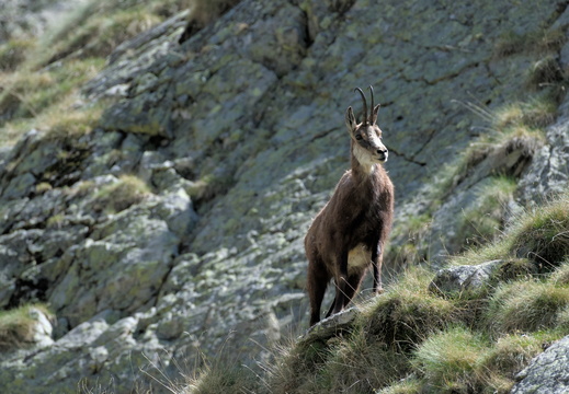 Chamois