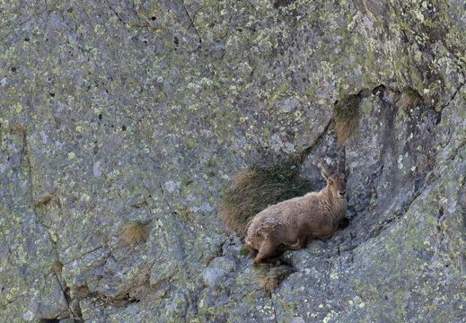 Young Mountain Goat