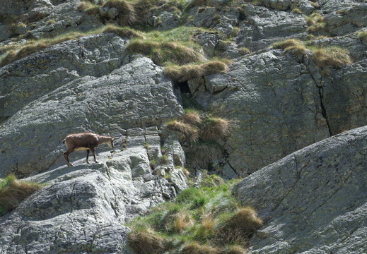 Chamois