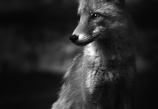Ezo Red Fox